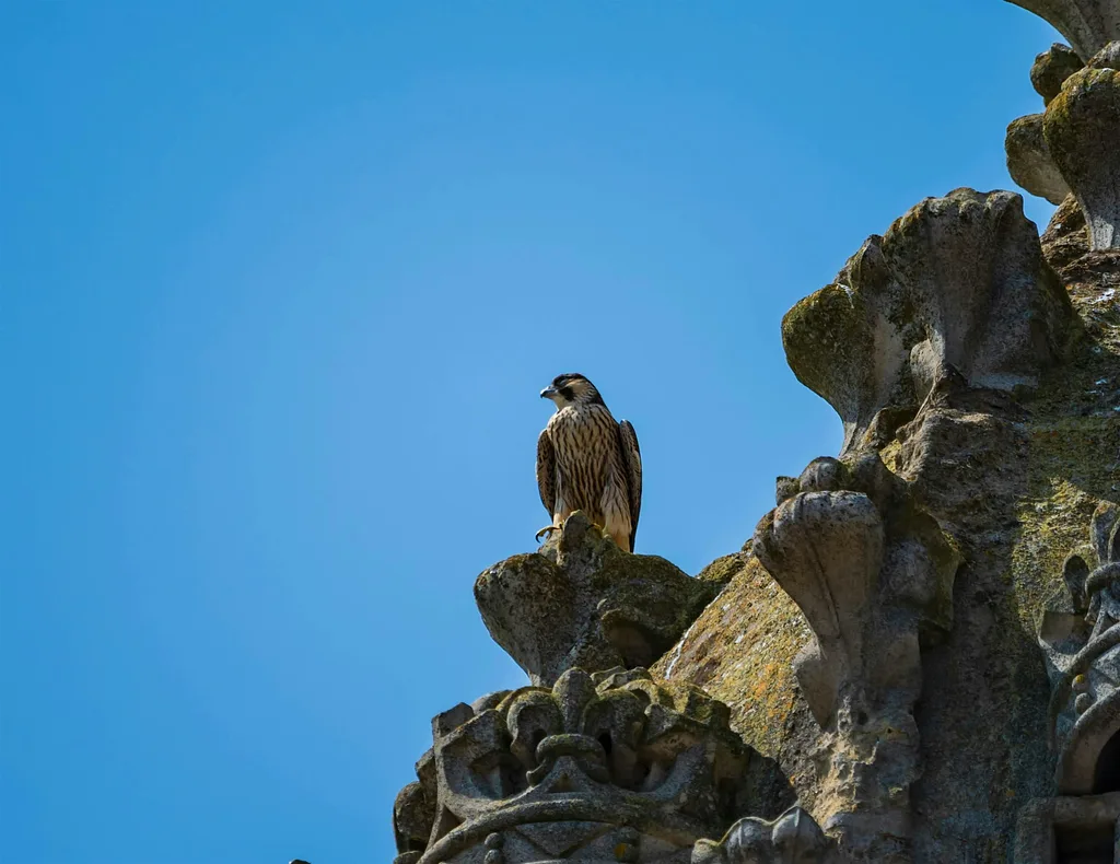Raptors in Flight: Wildlife Photography - CPM 26