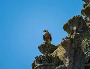 Raptors in Flight: Wildlife Photography - CPM 26