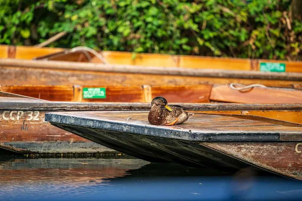 Wild on the Water: Wildlife Photography by Punt