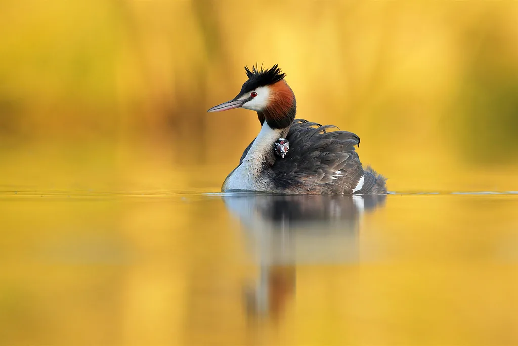 The Joy of Bird Photography  with Robin Lowry - CPS 26 Talks