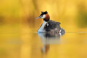 The Joy of Bird Photography  with Robin Lowry - CPS 26 Talks